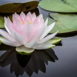 ayurvedische massage lotus