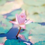 bevalwensen hypnobirthing cursus
