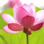 lotus bloem ayurvedische behandeling